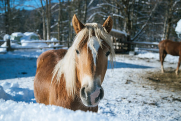 Brown horse in paddock: Idyllic scenery in winter