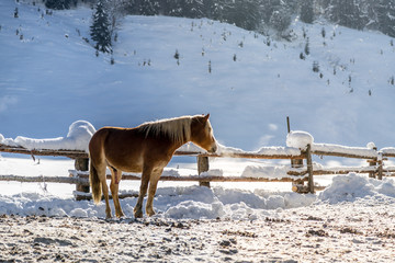 Obraz premium Brown horse in paddock: Idyllic scenery in winter
