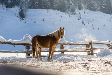 Foto op Plexiglas Brown horse in paddock: Idyllic scenery in winter © Patrick Daxenbichler