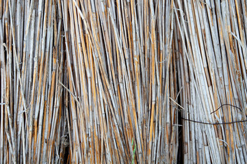 Reed cane bamboo pod texture. Natural plant background