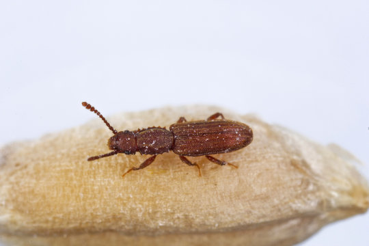 The sawtoothed grain beetle Oryzaephilus surinamensis is a insect from family Silvanidae. It is a common worldwide pest of grain and grain products as well as fruit, chocolate, drugs and tobacco.