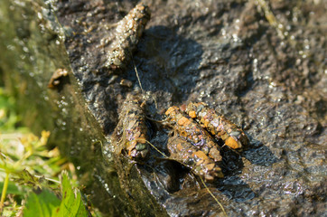 A caddisfly larva in a cocoon of rock fragments.