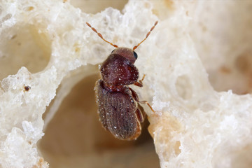 Drugstore beetle Stegobium paniceum known as bread beetle or biscuit beetle is pest in houses,...
