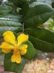 yellow flower in the garden