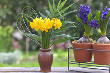 bouquet of daffodils and hyacinth potted blooming in a garden