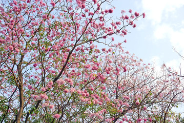 Pink trumpet tree on branch in the park