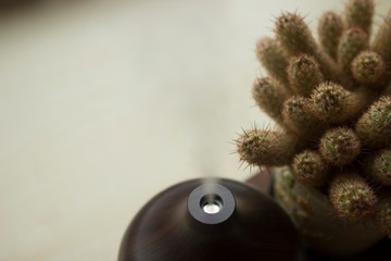 A brown wooden aromatherapy humidifier and cactus are on the table.