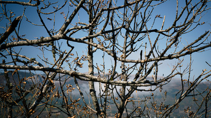 Landscape. Scenery. Branches of a dried tree on a background of mountains. Abstract landscape. Autumn time. Concept obstacle, loss and nostalgia.