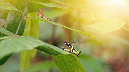 Two grasshoppers, one brown and one green at the top leaves.