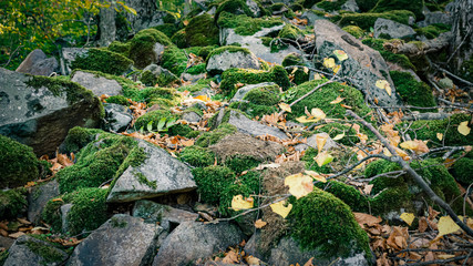 Landscape. Close up of a rocky slope of a mountain. Stones covered with moss, autumn trees.