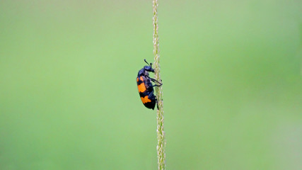 Insect on the grass