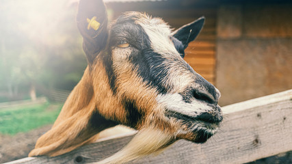 Goat in a summer corral in the open air. Cattle breeding on the farm. LFarm. ivestock business