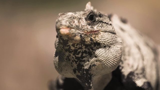Animal Iguana 4k close to the camera