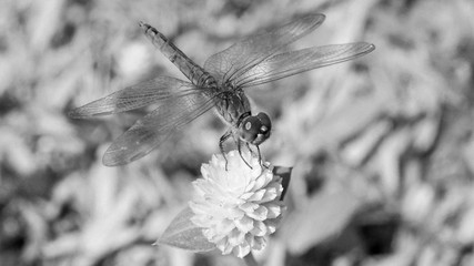 Dragonfly stay on  Flowers