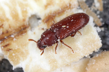 The red flour beetle Tribolium castaneum on oatmeal. It is a worldwide pest of stored products, particularly food grains  - obrazy, fototapety, plakaty
