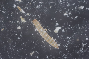 The larva of red flour beetle Tribolium castaneum. It is a worldwide pest of stored products, particularly food grains.