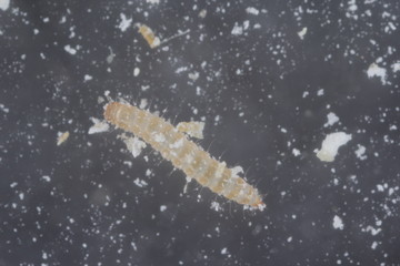 The larva of red flour beetle Tribolium castaneum. It is a worldwide pest of stored products, particularly food grains.