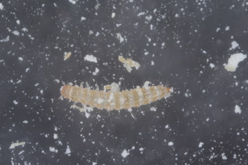 The larva of red flour beetle Tribolium castaneum. It is a worldwide pest of stored products, particularly food grains.