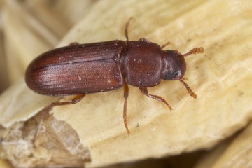 The red flour beetle Tribolium castaneum on the barley grain. It is a worldwide pest of stored...