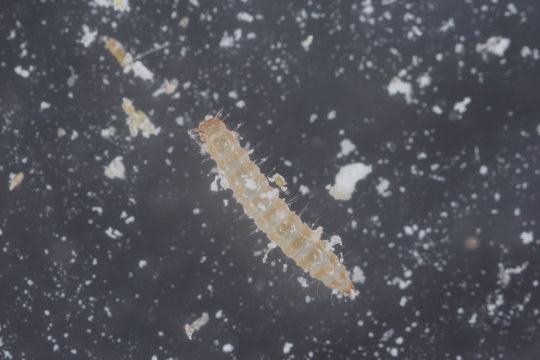 The Larva Of Red Flour Beetle Tribolium Castaneum. It Is A Worldwide Pest Of Stored Products, Particularly Food Grains.