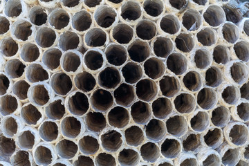Celdas hexagonales panal abandonado de Avispa Cartonera. Polistes dominula.