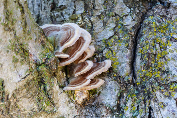Trametes versicolor. Yesqueros multicolor sobre tronco de frutal, ciruelo. Seta cola de pavo.