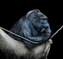 Portrait of a gorilla thinking, with black background