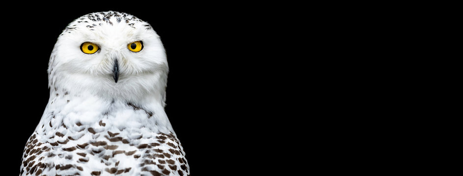 Snowy owl with a black background