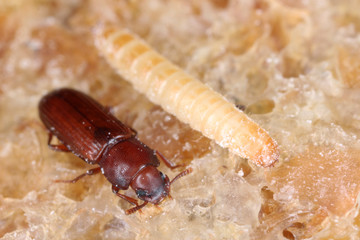 Larva and beetle of confused flour beetle Tribolium confusum known as a flour beetle. It is a common pest of stored flour and grain