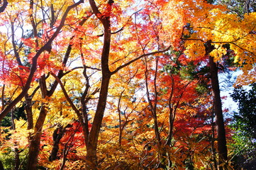紅葉