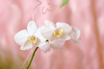 Naklejka na ściany i meble White beautiful blooming orchid branch closeup picture. Flower macro photo. Nature beauty concept or holiday gift card.