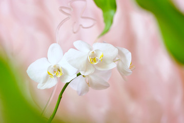 White beautiful blooming orchid branch closeup picture. Flower macro photo. Nature beauty concept or holiday gift card.
