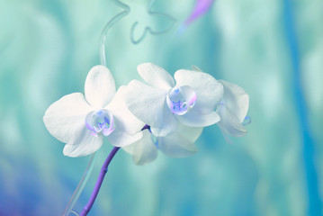 Fototapeta na wymiar Colored to blue tones beautiful blooming orchid branch closeup picture. Flower macro photo. Nature beauty concept or holiday gift card. Aquamarine color tone. 