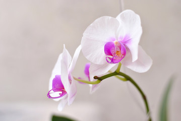 White and purple beautiful blooming orchid branch closeup picture. Flower macro photo. Nature beauty concept or holiday gift card.