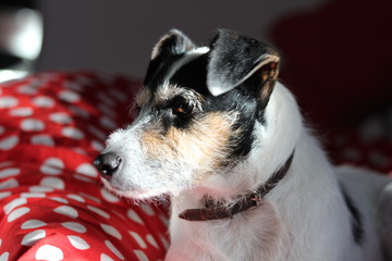 Chien Parson Russell terrier