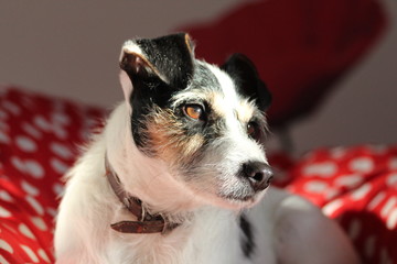 Chien Parson Russell terrier