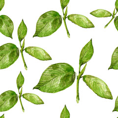 Watercolor pattern of grreen plants. Hand-drawn illustration on the white background. Tea branch and leaves