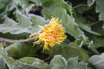 Frost on yellow Dandelion flower in the meadow. Taraxacum officinale plant on winter