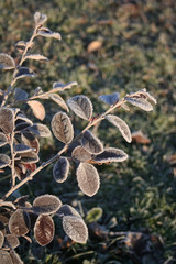 Loropetalum japonica  or Loropetalum chinense f. rubrum 'Fire Dance' bush covered by frost in the garden on winter.  