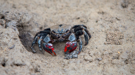 crab on the beach
