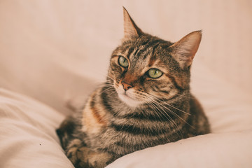 Beautiful tabby cat portrait. Domestic cat posing on white background. 