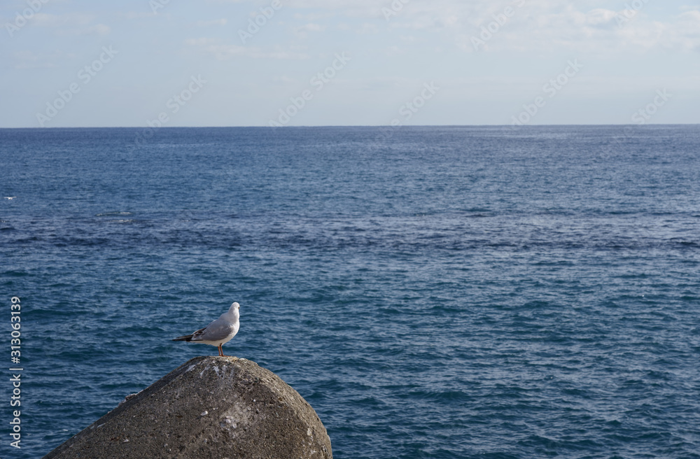 Wall mural sea gulls on the tetra pods (break water)