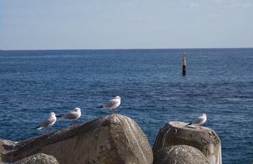Sea gulls on the tetra Pods (Break water)