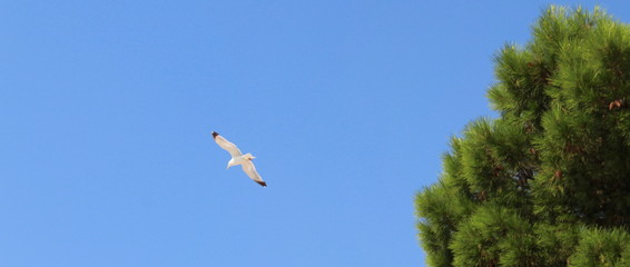 Volo del gabbiano - libertà