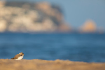 Chorlitejo patinegro (Charadrius alexandrinus) en una playa del Mediterráneo