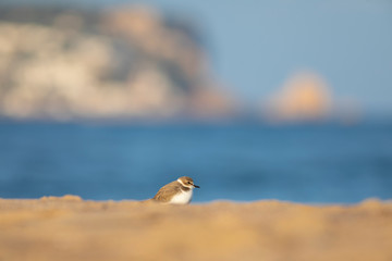 Chorlitejo patinegro (Charadrius alexandrinus) en una playa del Mediterráneo