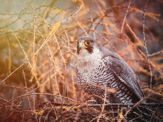 Peregrine falcon (Falco peregrinus) sitting on orange deciduous larch. Peregrine falcon on autumn tree. Deciduous larch in background.