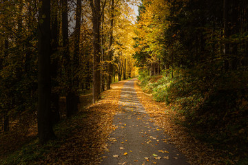 Sunbeams pour through trees in forest. Road through a forest with fog