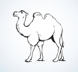 Camel. Vector sketch
