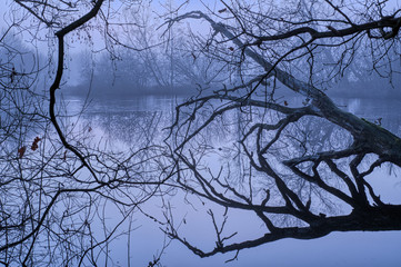 Dead tree in the wintery, quiet swamp